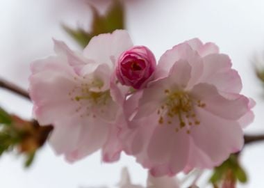 pink flowers on tree