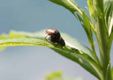 couple of beetles on leaf