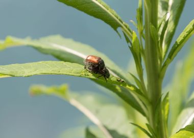 couple of beetles on leaf