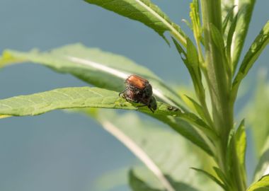 couple of beetles on leaf