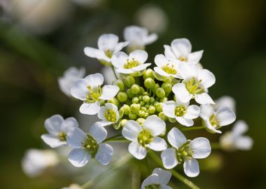 white flower in the meadow