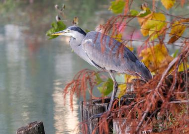 heron in autumn