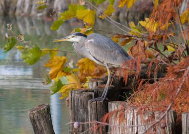 heron in autumn