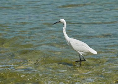 white heron at lake