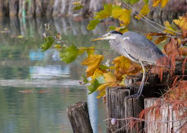 heron in autumn