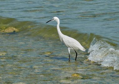 white heron at lake