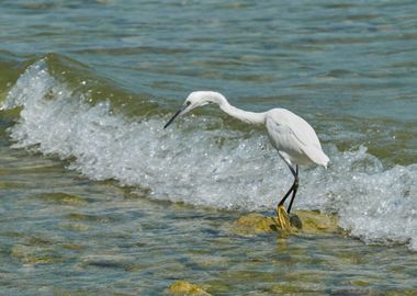 white heron at lake