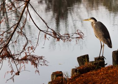 heron in autumn