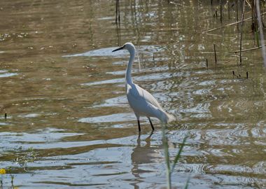 white heron at lake