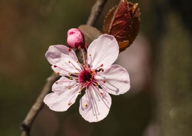 peach blossom in spring