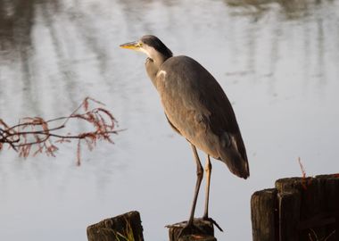 heron in autumn