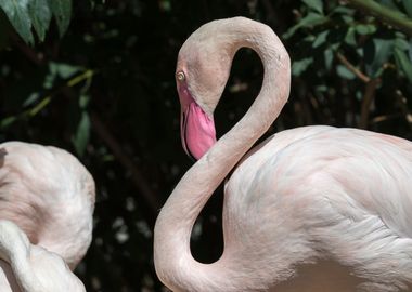 pink flamingo in the farm