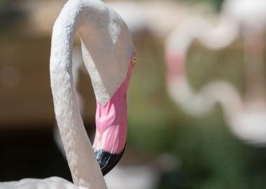 pink flamingo in the farm