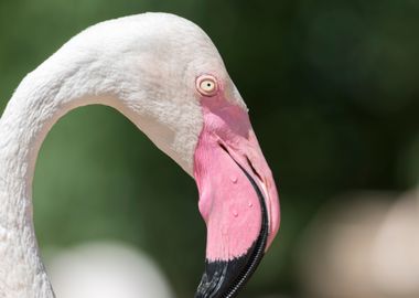 pink flamingo in the farm