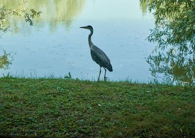 heron alone  in the park