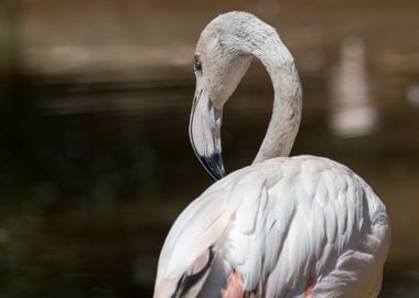 pink flamingo in the farm