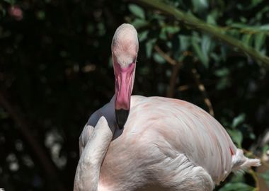 pink flamingo in the farm