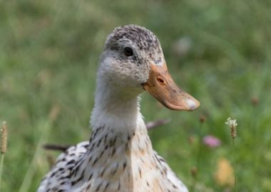 duck on lake