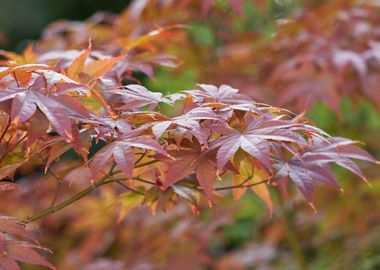 maple leaf in the garden