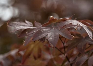 maple leaf in the garden