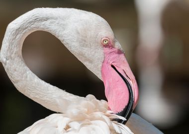 pink flamingo in the farm