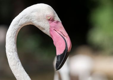 pink flamingo in the farm