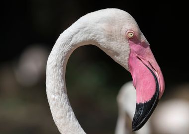 pink flamingo in the farm