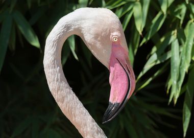 pink flamingo in the farm