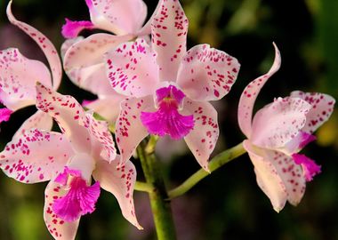 Pink dappled orchid 