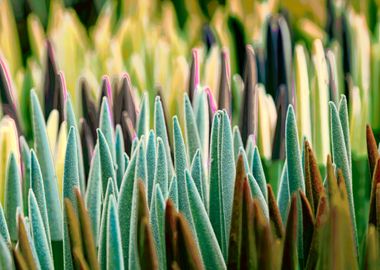 colorful sansevieria 