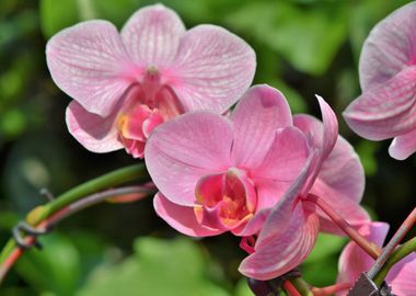 Pink orchods on the stem