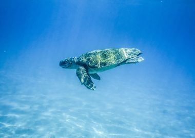 Turtle Swim 