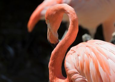 red flamingo in the farm