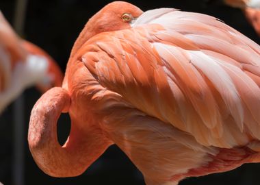 red flamingo in the farm