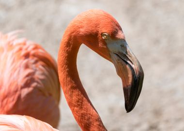 red flamingo in the farm