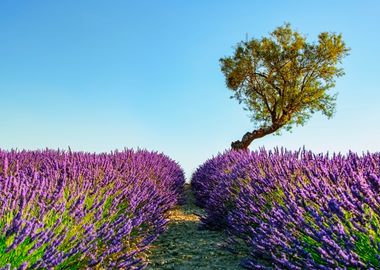 Provence