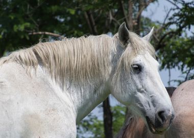 horse in the farm