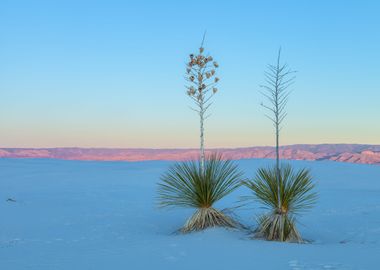 Couple Yuccas 