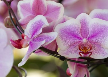 orchid in the garden