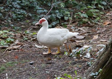 Muscovy ducks