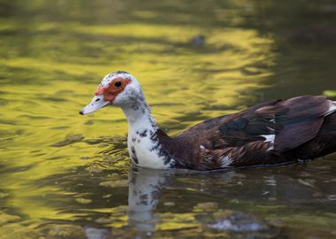 Muscovy ducks