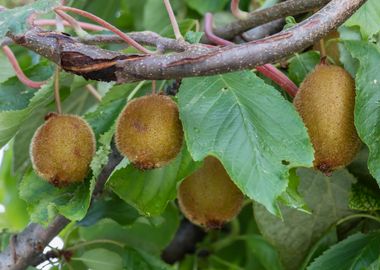 kiwi on tree