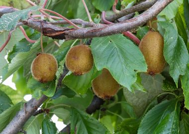 kiwi on tree