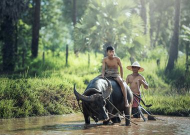 Water Buffalo ride 