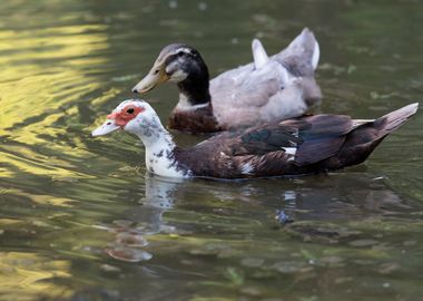 Muscovy ducks