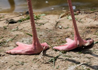 pink flamingo in the farm