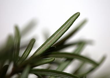 Rosemary flower lamiaceae