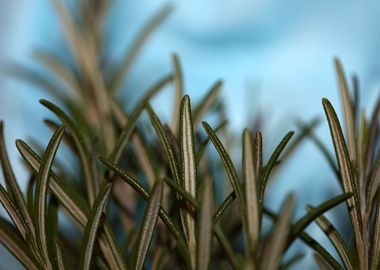 Rosemary flower lamiaceae