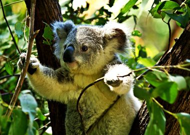 Cute Koala