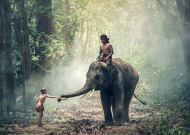 Elephant ride